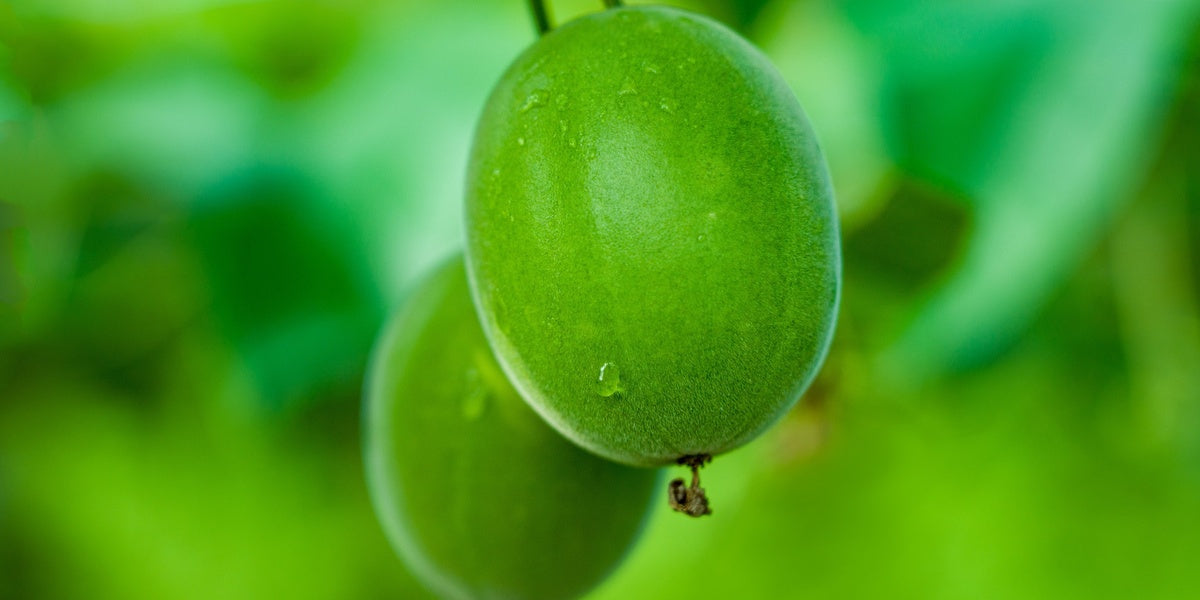 Wirkstoffbild der grünen Mönchsfrucht
